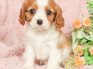 CAVALIER KING CHARLES SPANIELS AVAILABLE NOW