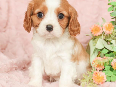 CAVALIER KING CHARLES SPANIELS AVAILABLE NOW