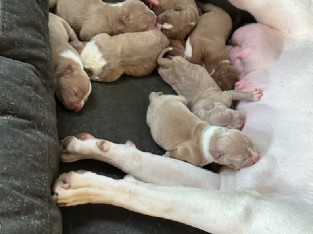 American XL Bully Puppies