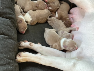 American XL Bully Puppies