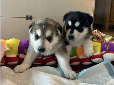 Husky x German Sheppard