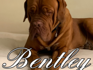 Dogue de Bordeaux