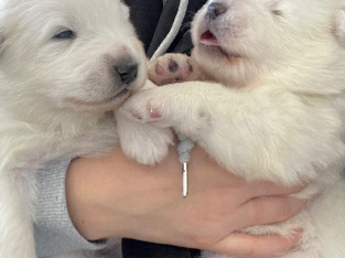 Samoyed puppies