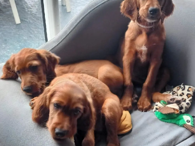 Irish Setter Boys and Girl Puppies