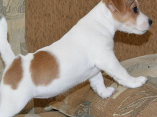 Purebred Mini Jack Russell Puppies Available