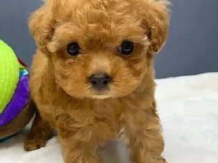 Toy poodle puppies for sale