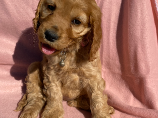 Cocker spaniel puppies ready now