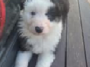 Purebred Australian Shepherd Black Tri puppy – ANKC limited register