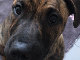 Puppy Doberman X American Staffordshire