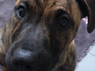 Puppy Doberman X American Staffordshire