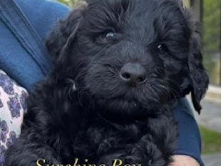 Labradoodle Puppies (F2) available from 29 July