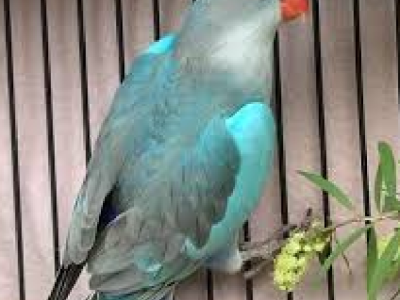 Princess, Superb & King Quail