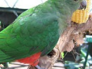 Wanted to buy – Female King Parrot