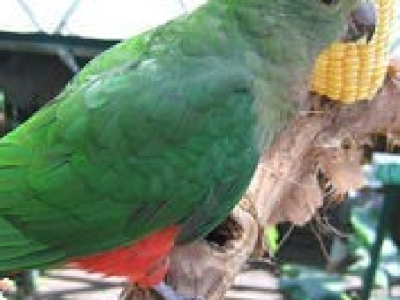 Wanted to buy – Female King Parrot