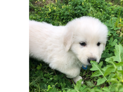 ANKC Pedigree Maremma Sheepdog puppies
