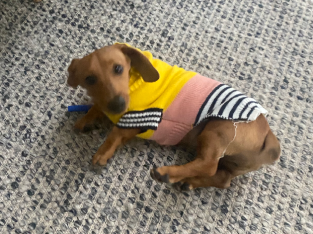 Female miniature Dachshund