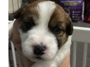 Jack russell long haired