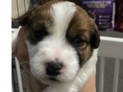 Jack russell long haired