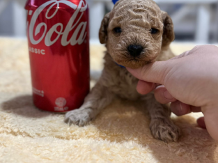 Toy Poodle for sales