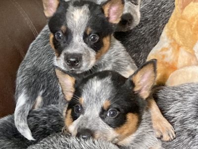 Blue heeler pups