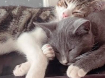 Gorgeous 8-Month-old Brothers, Chubbs and Tiger in need of rehoming