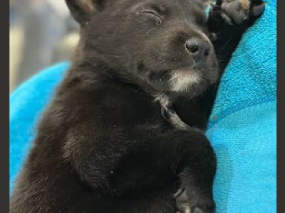 PUPPY *** border collie /husky