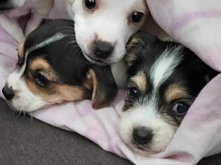 Chihuahua x Jack Russell