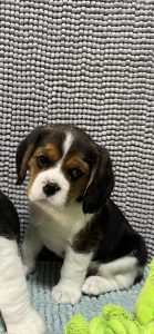 BEAGLIER PUPPIES 1ST GEN BEAGLE X CAVALIER