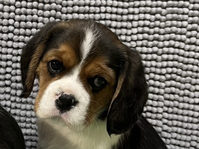 BEAGLIER PUPPIES 1ST GEN BEAGLE X CAVALIER