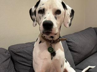 Pure breed Dalmatian looking for new home