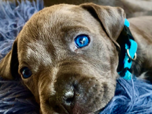 Blue American Staffordshire terrier