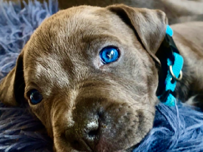 Blue American Staffordshire terrier