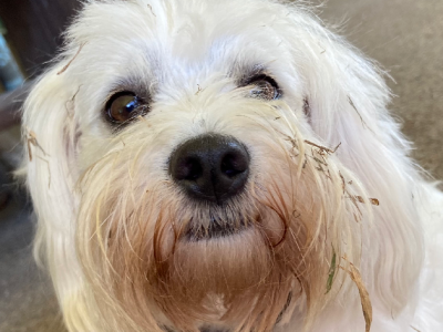 Maltese x Silky Terrier