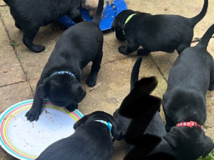 Labrador puppies