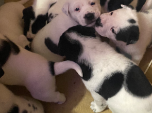 Puppies for sale