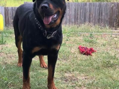 Beautiful loving boy needs to find his forever home