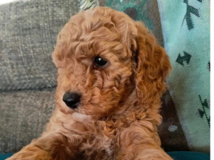 Gorgeous male F2B cavoodles