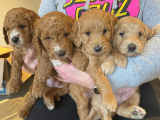 4 left! Groodle x mini poodle