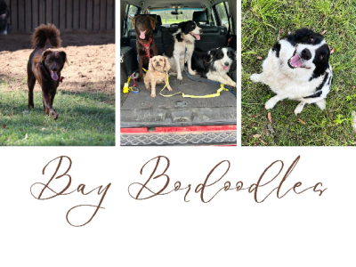 F1B Bordoodles (Bordoodle x Border Collie)