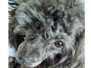 Gentle 3 y.o. toy poodle girl for sale