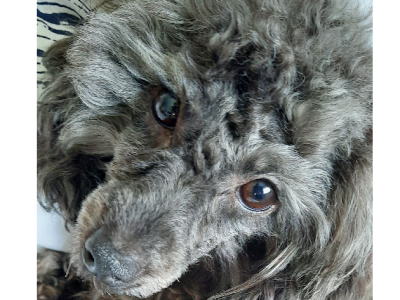 Gentle 3 y.o. toy poodle girl for sale