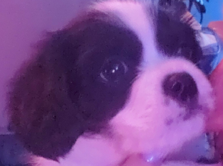 Adorable Pugalier Puppies