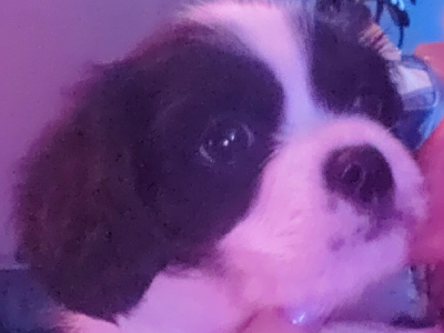 Adorable Pugalier Puppies