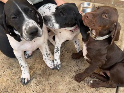 Short Haired Pointer Puppies