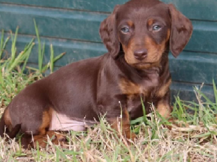 Miniature dachshunds