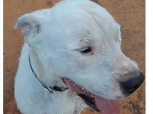 Male Wolfhound Cross