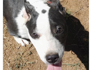 Male Bull Terrier Cross