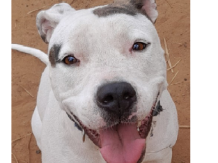 Female Bull Arab Type Cross