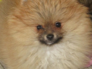 Gorgeous tiny Pomeranian male bred from show parents