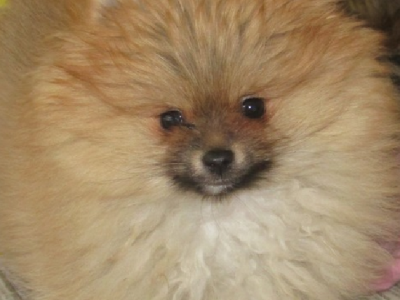 Gorgeous tiny Pomeranian male bred from show parents